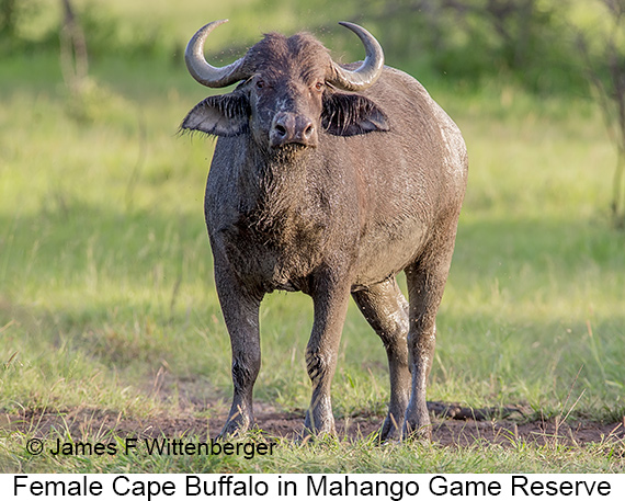 Cape-buffalo Female - © James F Wittenberger and Exotic Birding LLC