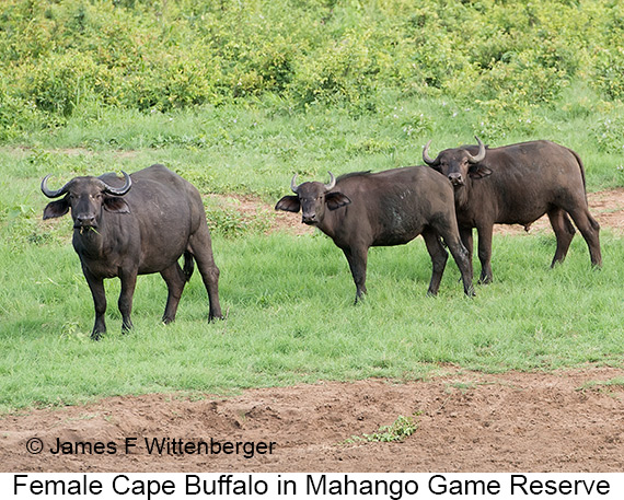 Cape-buffalo Female - © The Photographer and Exotic Birding LLC