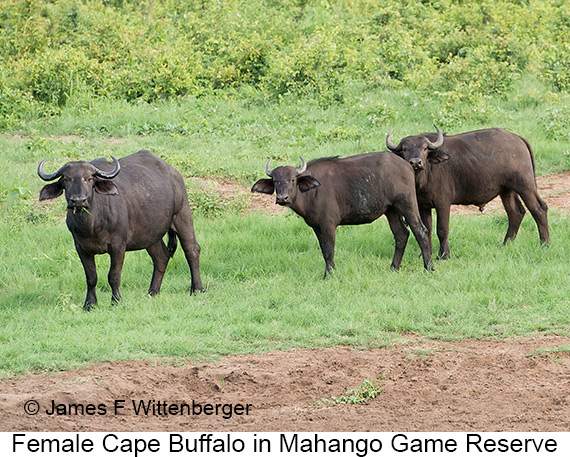 Cape-buffalo Female - © James F Wittenberger and Exotic Birding LLC Cape-buffalo Female - © James F Wittenberger and Exotic Birding LLC