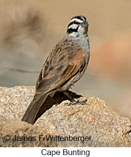 Cape Bunting - © James F Wittenberger and Exotic Birding LLC Cape Bunting - © James F Wittenberger and Exotic Birding LLC