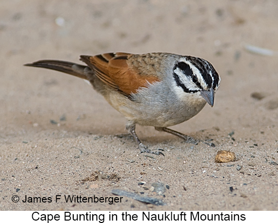 Cape Bunting - © James F Wittenberger and Exotic Birding LLC