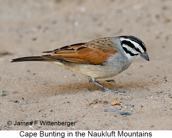 Cape Bunting - © James F Wittenberger and Exotic Birding LLC