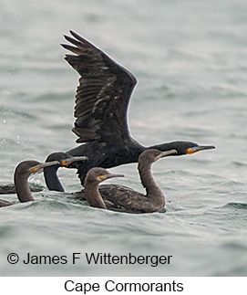 Cape Cormorant - © James F Wittenberger and Exotic Birding LLC