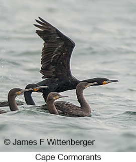 Cape Cormorant - © James F Wittenberger and Exotic Birding LLC Cape Cormorant - © James F Wittenberger and Exotic Birding LLC