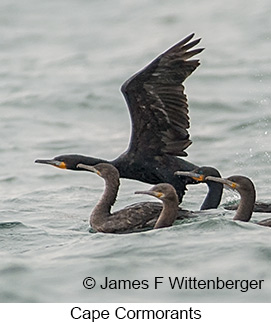 Cape Cormorant - © James F Wittenberger and Exotic Birding LLC