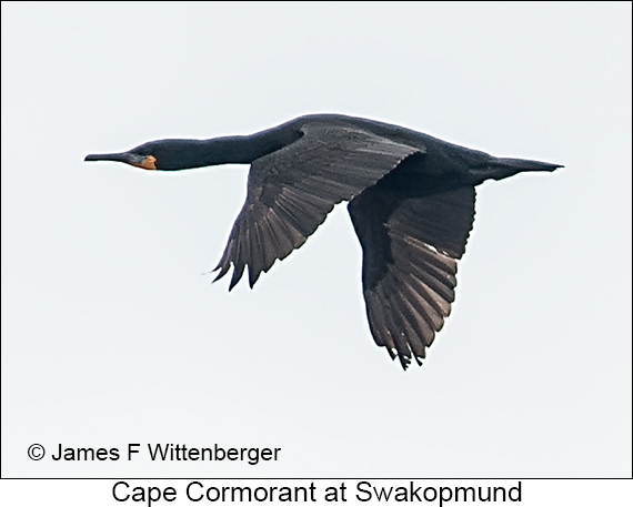 Cape Cormorant - © James F Wittenberger and Exotic Birding LLC Cape Cormorant - © James F Wittenberger and Exotic Birding LLC
