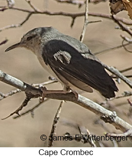 Cape Crombec - © James F Wittenberger and Exotic Birding LLC