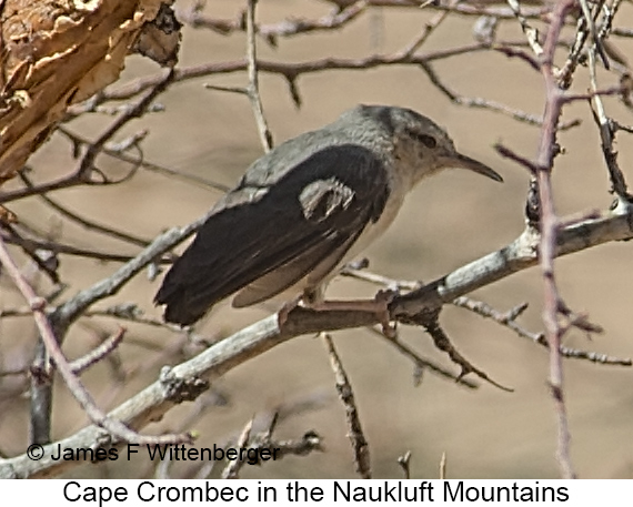 Cape Crombec - © James F Wittenberger and Exotic Birding LLC