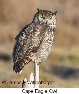 Cape Eagle-Owl - &copy; James F Wittenberger and Exotic Birding LLC