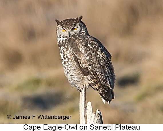 Cape Eagle-Owl - © James F Wittenberger and Exotic Birding LLC