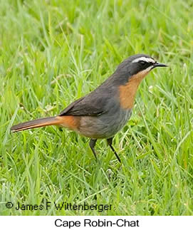 Cape Robin-Chat - © James F Wittenberger and Exotic Birding LLC Cape Robin-Chat - © James F Wittenberger and Exotic Birding LLC