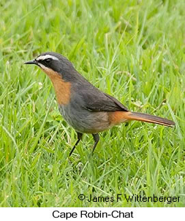 Cape Robin-Chat - © James F Wittenberger and Exotic Birding LLC Cape Robin-Chat - © James F Wittenberger and Exotic Birding LLC