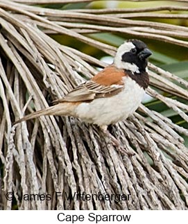 Cape Sparrow - © James F Wittenberger and Exotic Birding LLC