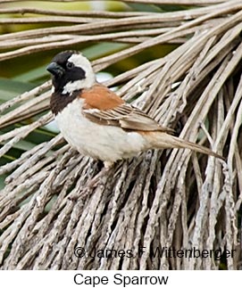 Cape Sparrow - © James F Wittenberger and Exotic Birding LLC