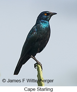 Cape Starling - © James F Wittenberger and Exotic Birding LLC