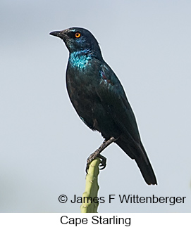 Cape Starling - © James F Wittenberger and Exotic Birding LLC