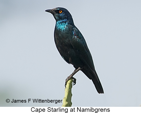 Cape Starling - © James F Wittenberger and Exotic Birding LLC