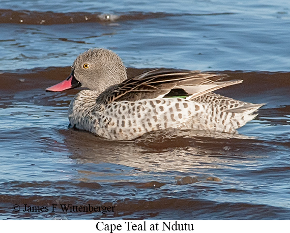 Cape Teal - © James F Wittenberger and Exotic Birding LLC