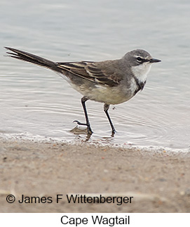 Cape Wagtail - © James F Wittenberger and Exotic Birding LLC