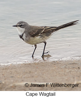 Cape Wagtail - © James F Wittenberger and Exotic Birding LLC Cape Wagtail - © James F Wittenberger and Exotic Birding LLC