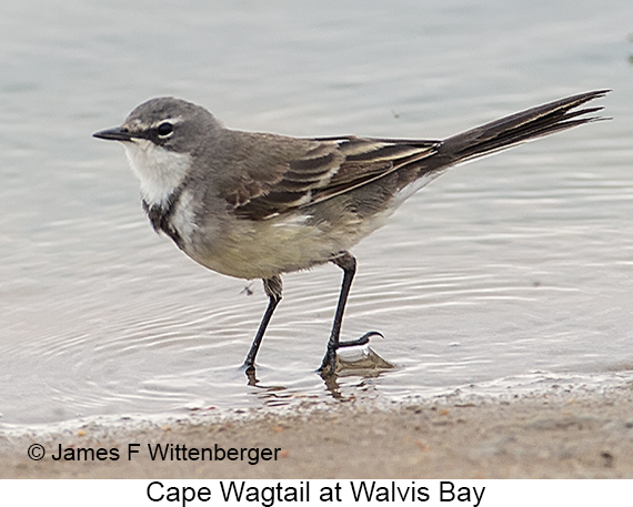 Cape Wagtail - © James F Wittenberger and Exotic Birding LLC