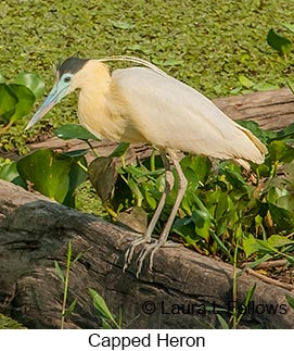 Capped Heron - © Laura L Fellows and Exotic Birding LLC