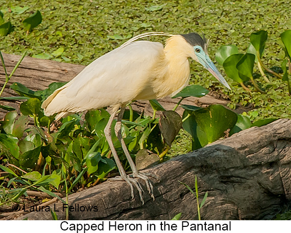 Capped Heron - © Laura L Fellows and Exotic Birding LLC Capped Heron - © Laura L Fellows and Exotic Birding LLC
