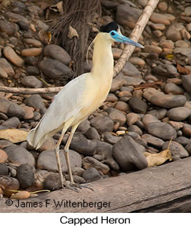 Capped Heron - © James F Wittenberger and Exotic Birding LLC Capped Heron - © James F Wittenberger and Exotic Birding LLC