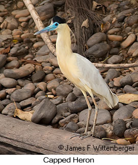 Capped Heron - © James F Wittenberger and Exotic Birding LLC