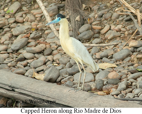 Capped Heron - &copy; James F Wittenberger and Exotic Birding LLC