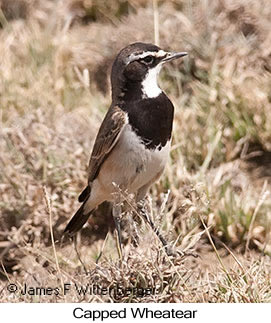 Capped Wheatear - © James F Wittenberger and Exotic Birding LLC Capped Wheatear - © James F Wittenberger and Exotic Birding LLC