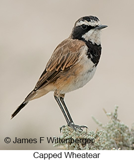 Capped Wheatear - © James F Wittenberger and Exotic Birding LLC Capped Wheatear - © James F Wittenberger and Exotic Birding LLC