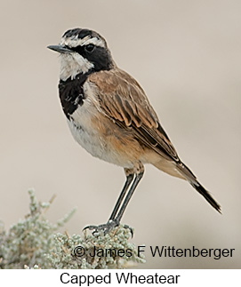 Capped Wheatear - © James F Wittenberger and Exotic Birding LLC