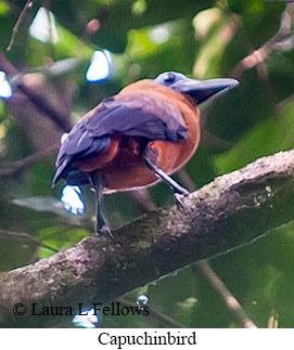 Capuchinbird - © Laura L Fellows and Exotic Birding LLC