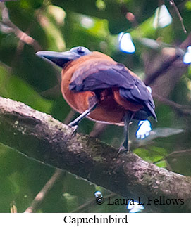 Capuchinbird - © Laura L Fellows and Exotic Birding LLC
