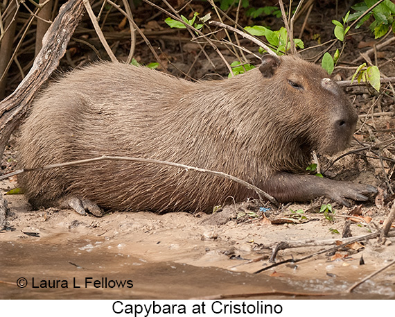 Capybara - © James F Wittenberger and Exotic Birding LLC