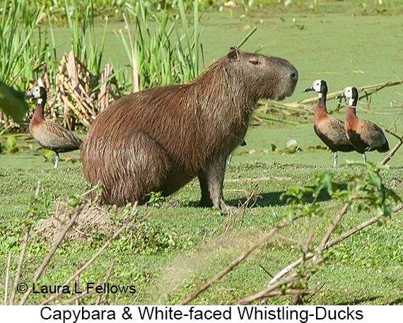 Capybara - © James F Wittenberger and Exotic Birding LLC Capybara - © James F Wittenberger and Exotic Birding LLC