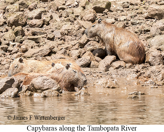 Capybara - © James F Wittenberger and Exotic Birding LLC