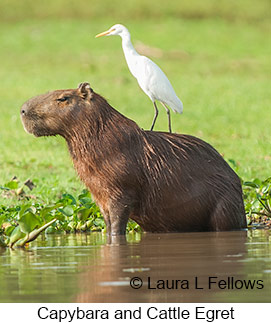 Capybara - © Laura L Fellows and Exotic Birding LLC Capybara - © Laura L Fellows and Exotic Birding LLC