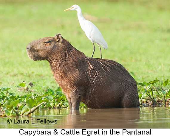 Capybara - © Laura L Fellows and Exotic Birding LLC