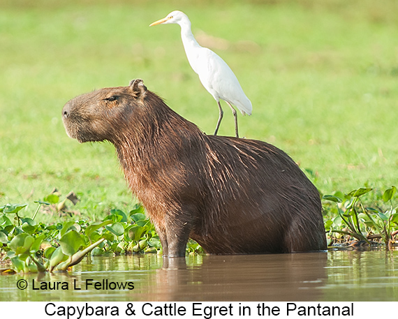 Capybara - © Laura L Fellows and Exotic Birding LLC Capybara - © Laura L Fellows and Exotic Birding LLC