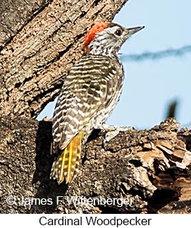 Cardinal Woodpecker - &copy; James F Wittenberger and Exotic Birding LLC