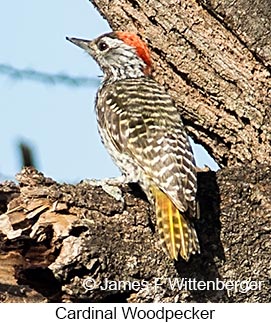 Cardinal Woodpecker - © James F Wittenberger and Exotic Birding LLC