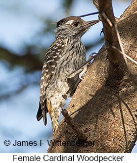 Cardinal Woodpecker - © James F Wittenberger and Exotic Birding LLC