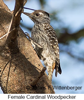Cardinal Woodpecker - &copy; James F Wittenberger and Exotic Birding LLC