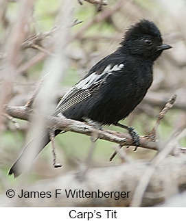 Carp's Tit - © James F Wittenberger and Exotic Birding LLC