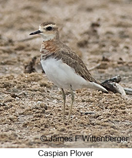 Caspian Plover - © James F Wittenberger and Exotic Birding LLC