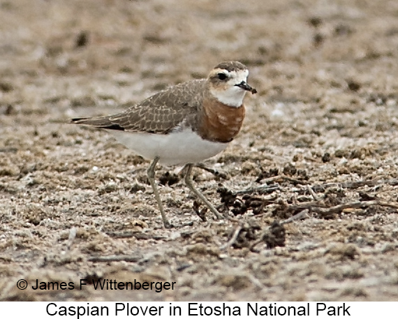 Caspian Plover - © James F Wittenberger and Exotic Birding LLC Caspian Plover - © James F Wittenberger and Exotic Birding LLC