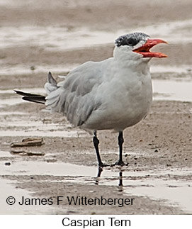 Caspian Tern - © James F Wittenberger and Exotic Birding LLC