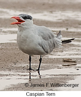 Caspian Tern - © James F Wittenberger and Exotic Birding LLC